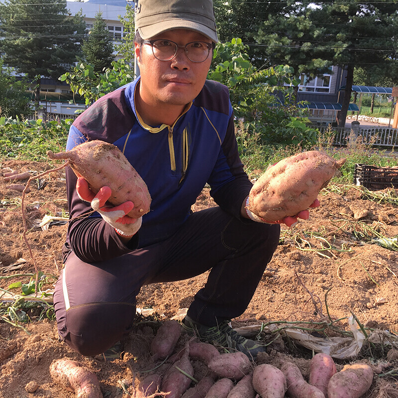 강원더몰,친환경 호박고구마 2kg 5kg 사포닌함유