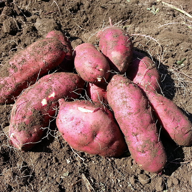 강원더몰,친환경 호박고구마 2kg 5kg 사포닌함유