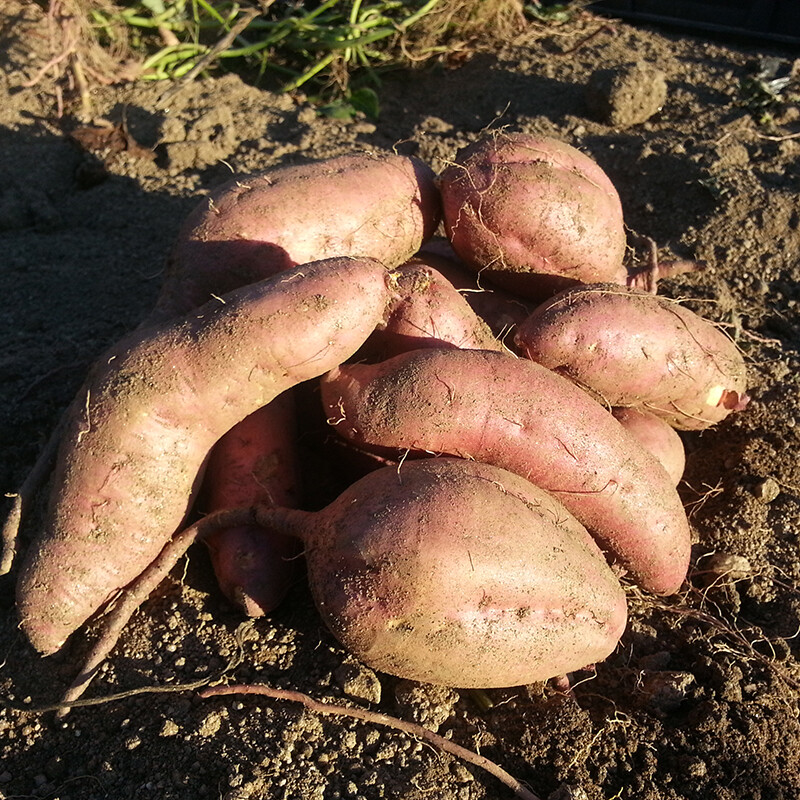 강원더몰,친환경 호박고구마 2kg 5kg 사포닌함유