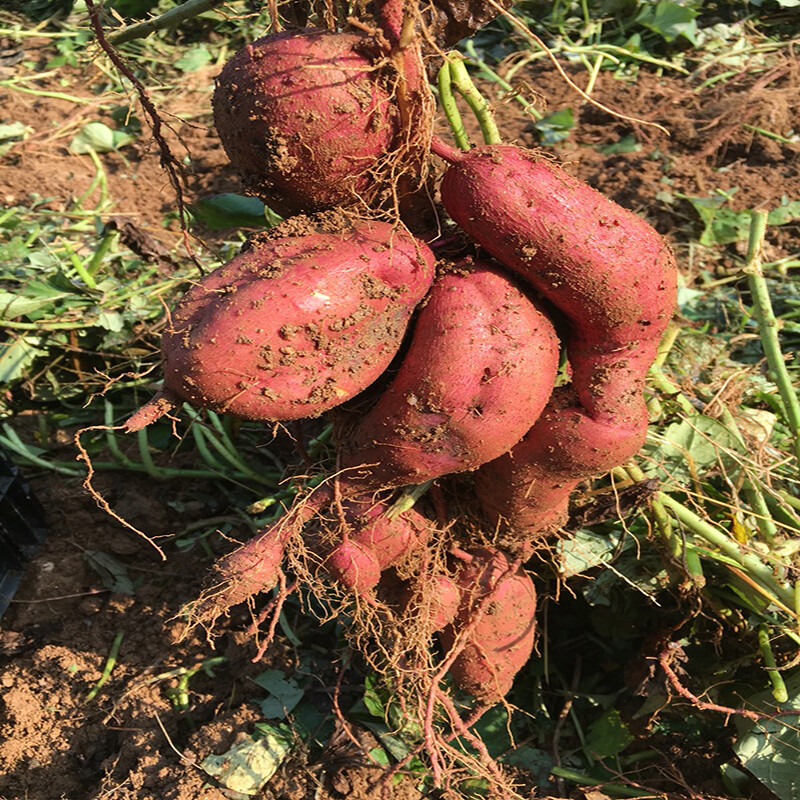 강원더몰,친환경 호박고구마 2kg 5kg 사포닌함유